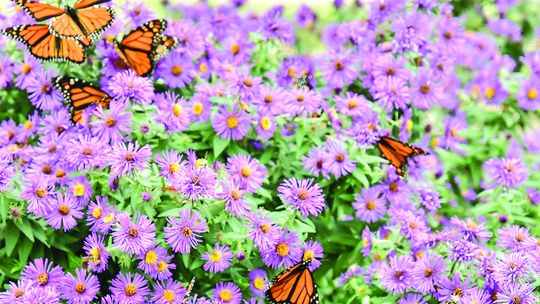 An amazing monarch butterfly migration hits county