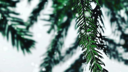 Giving your Christmas tree a second life