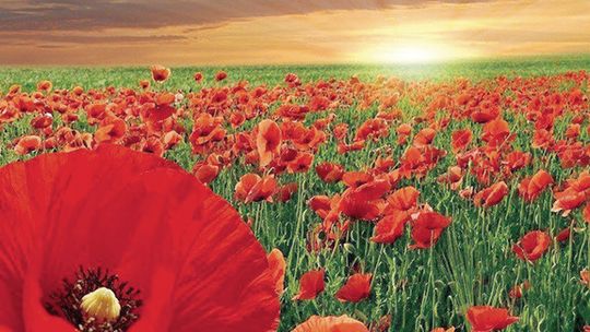 More than a flower: Sutton honors veterans through Poppy Day traditions