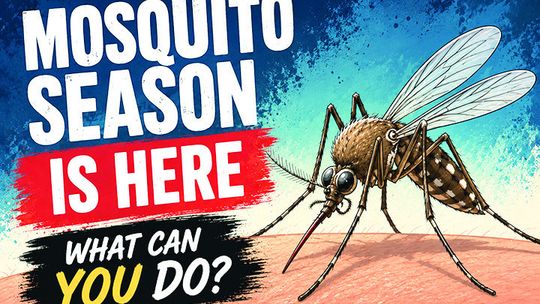 Mosquito season is here: what research says about prevention and relief