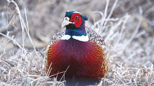 Pheasants Forever Banquet is Feb. 28, in Sutton