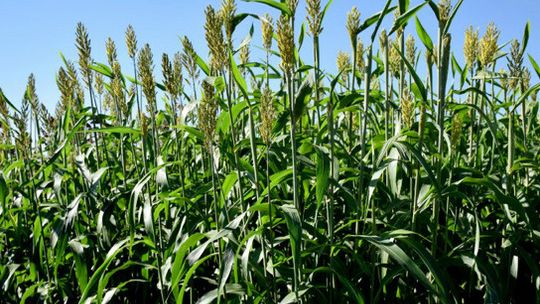 Sorghum: One efficient crop