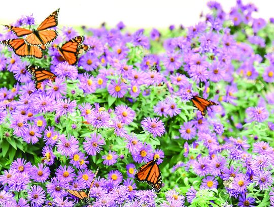 An amazing monarch butterfly migration hits county