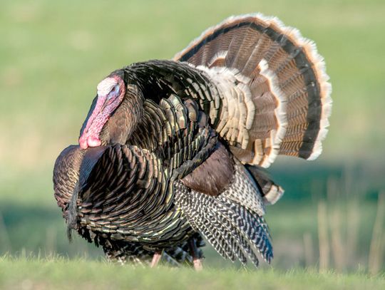 Commissioners approve changes to start of spring turkey season