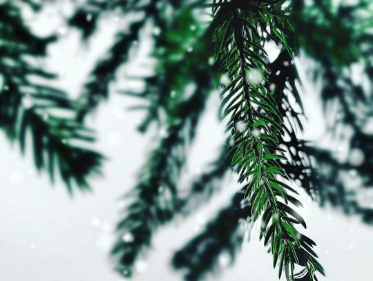 Giving your Christmas tree a second life