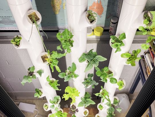 Hydroponics finds a place at HPS