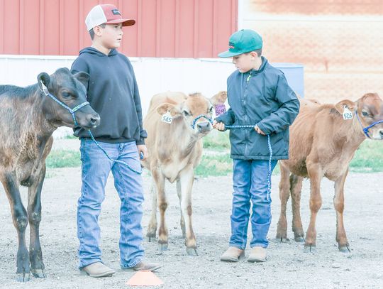 Mixing youth with cattle