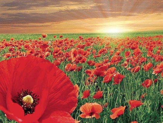 More than a flower: Sutton honors veterans through Poppy Day traditions
