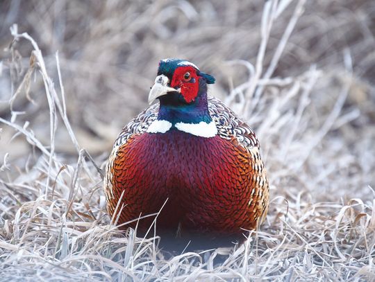 Pheasants Forever Banquet is Feb. 28, in Sutton