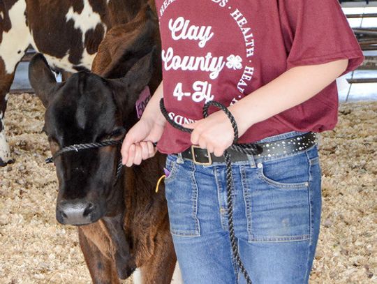 Regional Dairy Show participants learn lifelong skills through working with animals