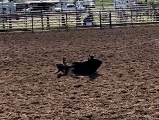 Rodeo is a family sport for Schoneberg boys