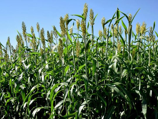 Sorghum: One efficient crop
