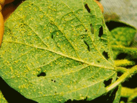 Soybean aphids potential problem in fields