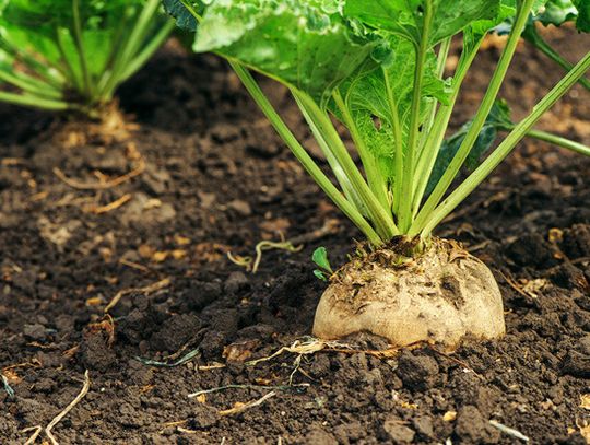 Sugar beets sweet treats