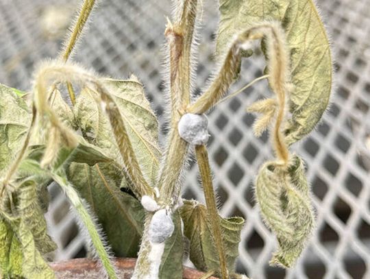 White mold disease in soybeans