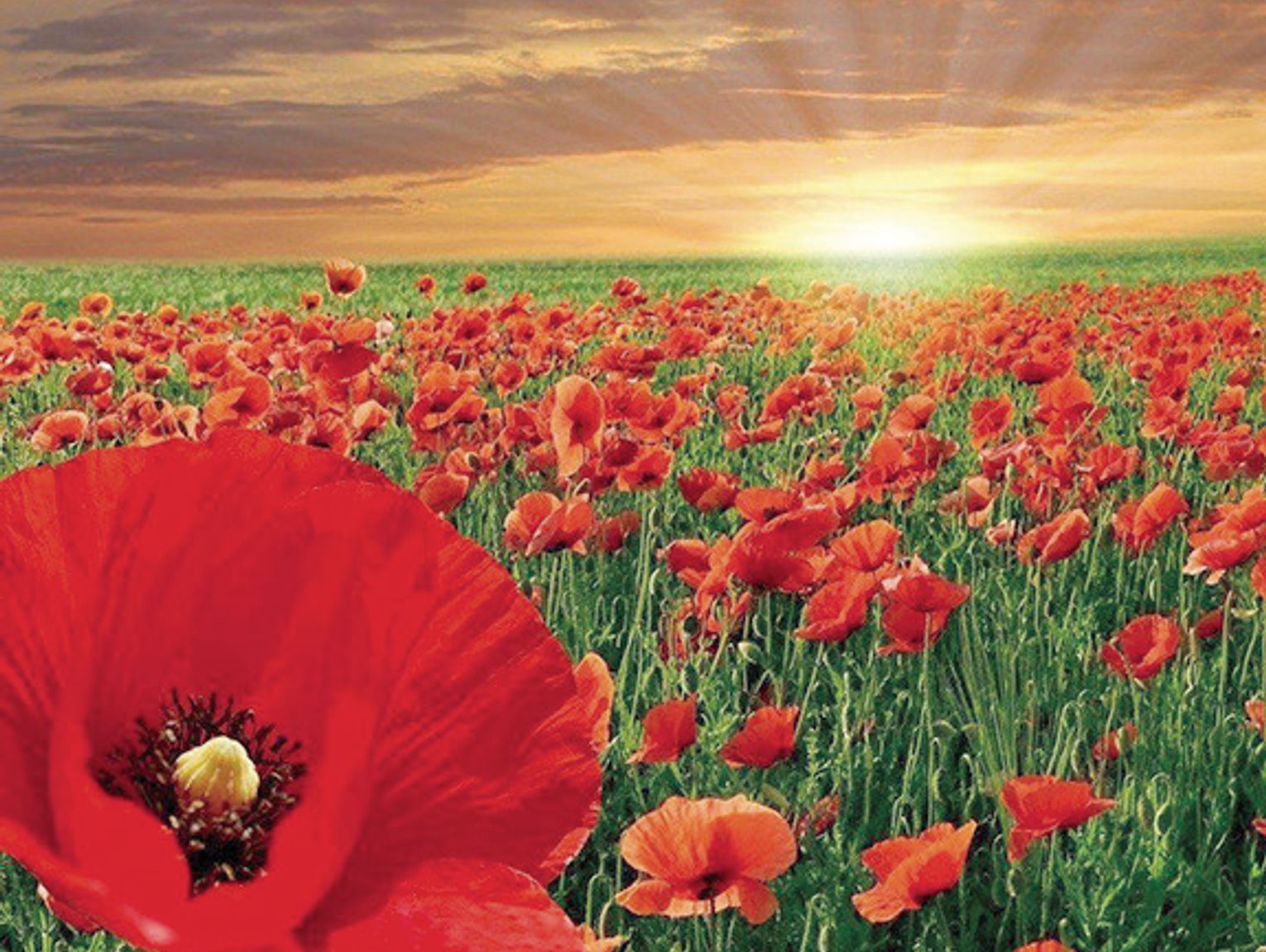 More than a flower: Sutton honors veterans through Poppy Day traditions