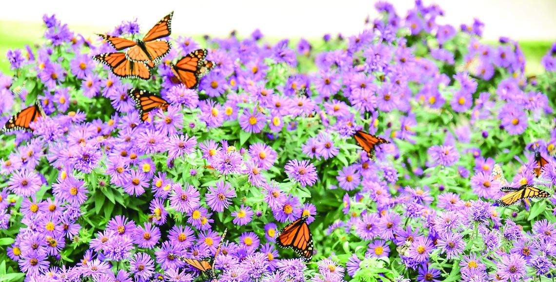 An amazing monarch butterfly migration hits county