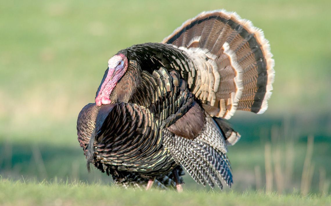 Commissioners approve changes to start of spring turkey season