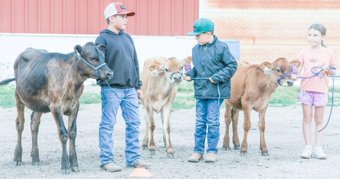 Mixing youth with cattle