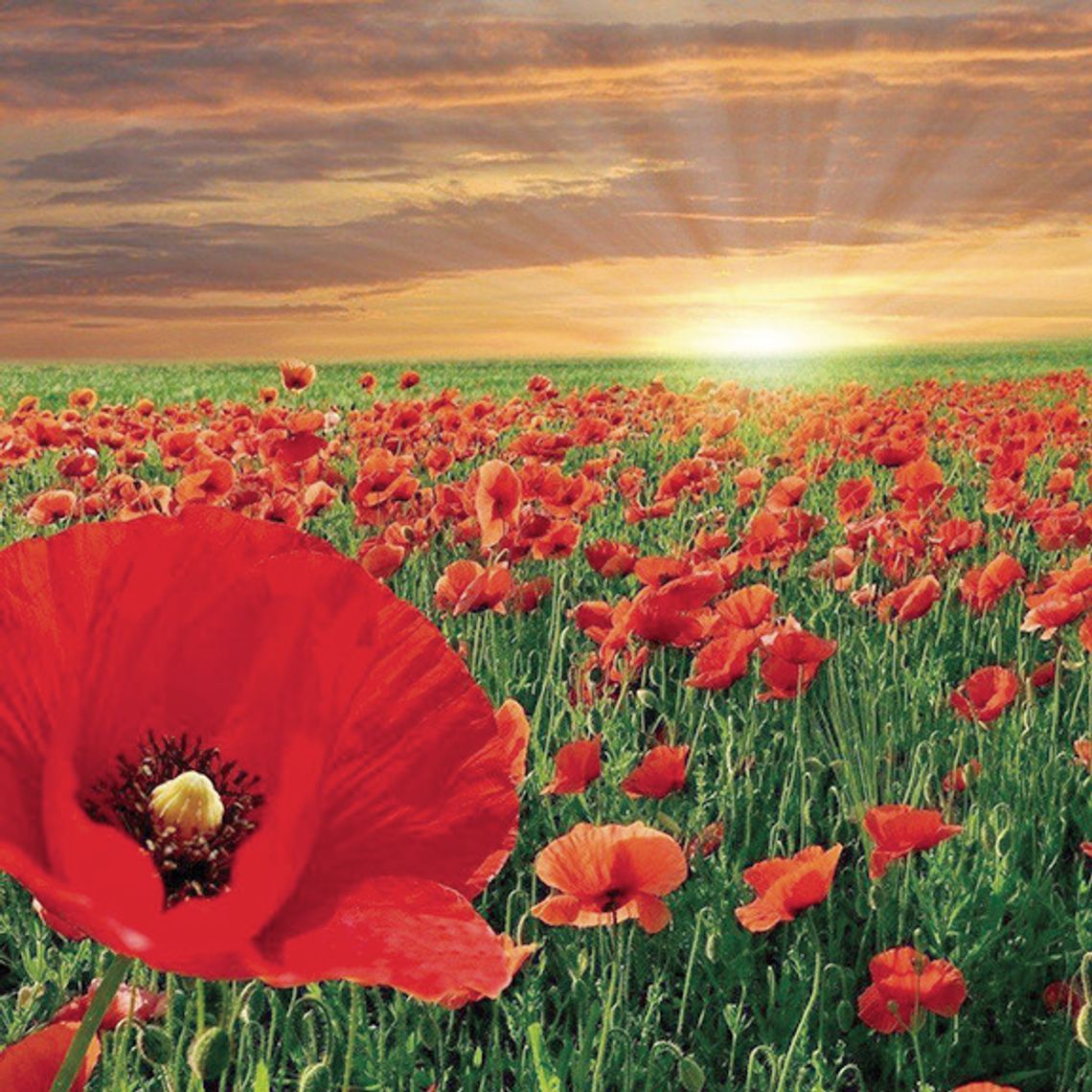 More than a flower: Sutton honors veterans through Poppy Day traditions More than a flower: Sutton honors veterans through Poppy Day traditions