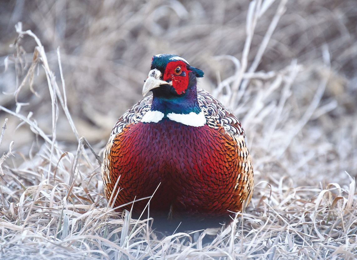 Pheasants Forever Banquet is Feb. 28, in Sutton