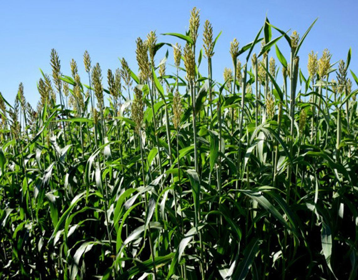 Sorghum: One efficient crop