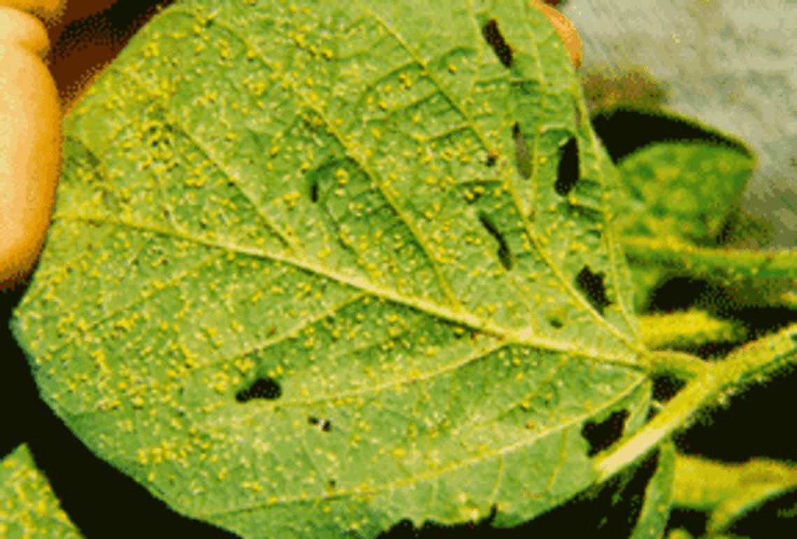 Soybean aphids potential problem in fields