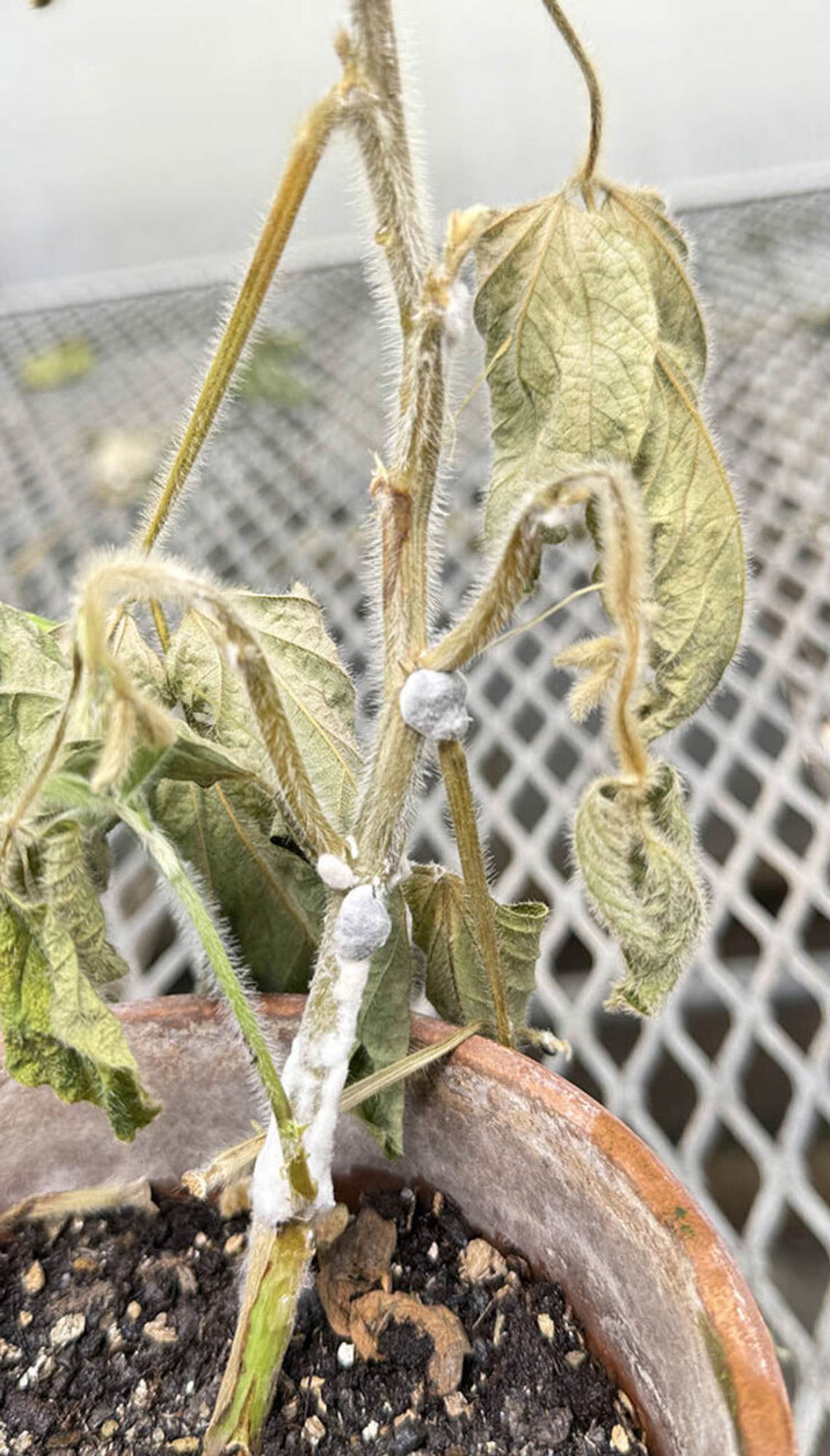 White mold disease in soybeans